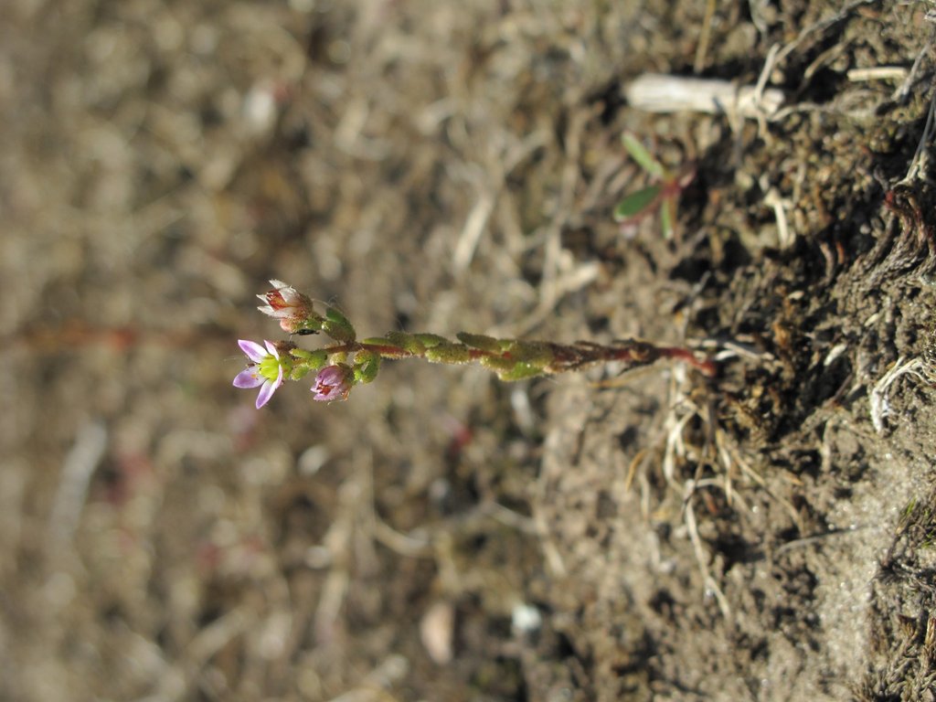 Sedum villosum
